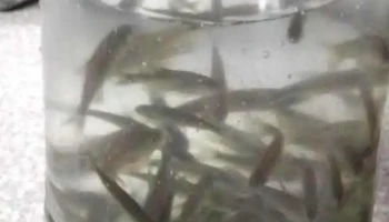 El Matungo casa de pesca - Juana Koslay
