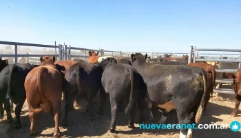 Madelan Servisios Rurales, Rio cuarto - Río Cuarto