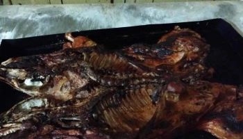 Panadería belen - Tortuga