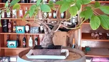 Panaderia Panadear - Cayastá