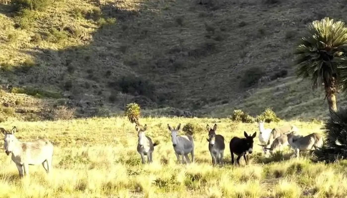 Cabanas Los Suspiros Videos - San Francisco del Monte de Oro