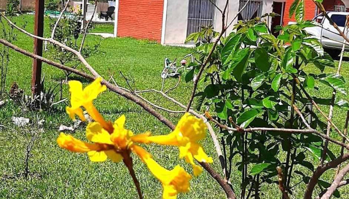 Canela -  Exterior - San Miguel