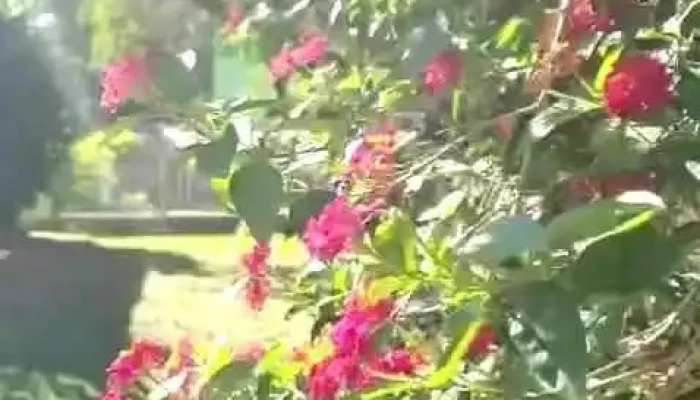 Casa Complejo Reptiliano -  Videos - Paso de la Patria