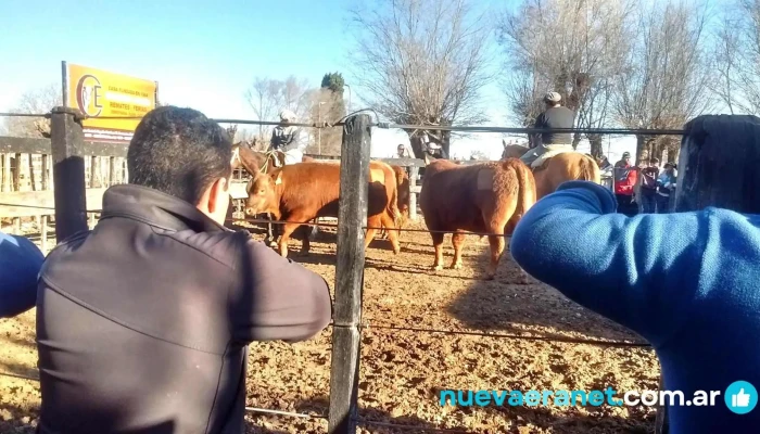 Comini Eduardo -  Ganado Vacuno - Berrotarán