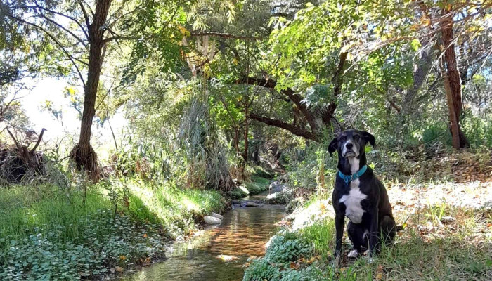 El Reencuentro Espacio Holistico Casa De Te Salud Y Naturaleza San Marcos Sierras Direccion - San Marcos Sierras