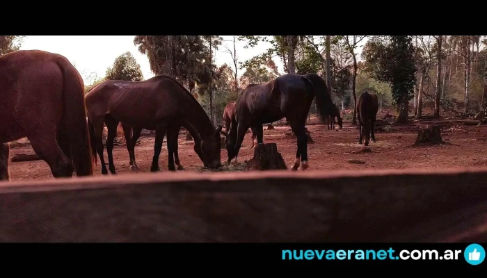 Establecimiento Caraguatay -  Videos - Montecarlo