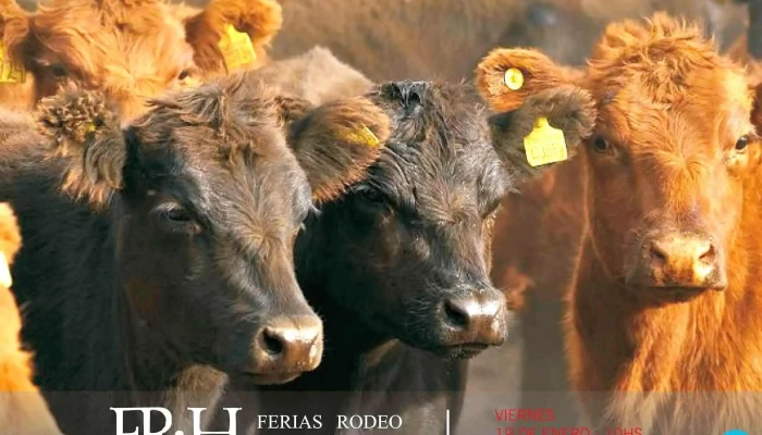 Ferias Rodeo Huinca Srl -  Del Propietario - Huinca Renanco