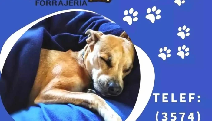 Forrajeria El Burrito -  Del Propietario - Villa Santa Rosa
