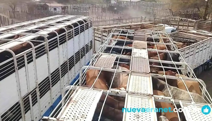 Ganaderos De Formosa Srl Consignataria Y Transporte De Hacienda Del Propietario - Ibarreta