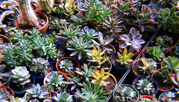 Las Acacias Nature Shop -  Como Llegar - Mendiolaza