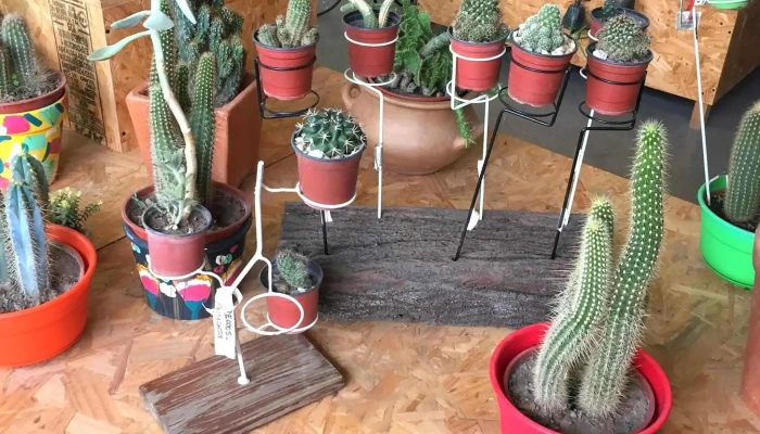 Las Acacias Nature Shop -  Puntaje - Mendiolaza