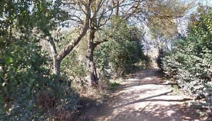 Las Magnolias -  Comentariosdeg - Merlo