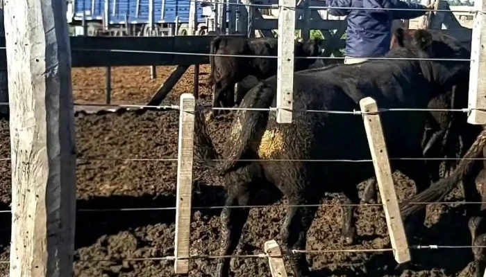 Madelan Servisios Rurales Rio Cuarto Del Propietario - Río Cuarto