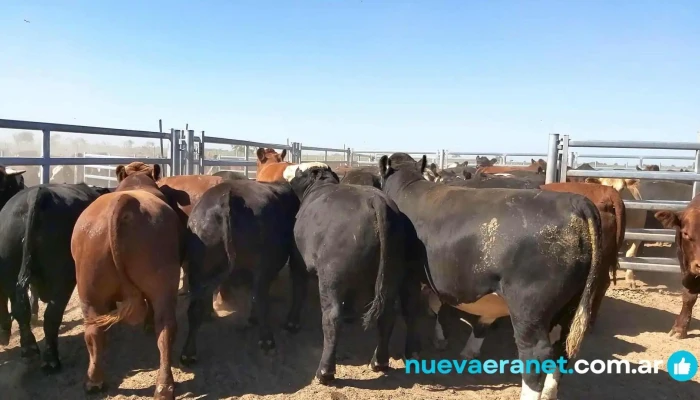 Madelan Servisios Rurales, Rio cuarto - Río Cuarto