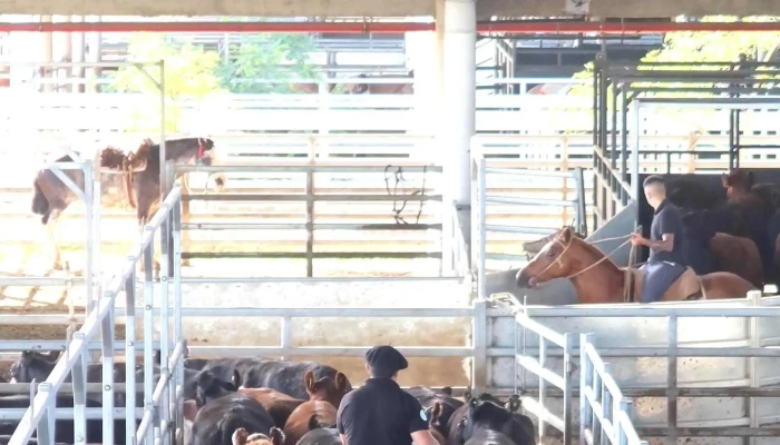 Mercado Agro Ganadero -  Direccion - Cañuelas