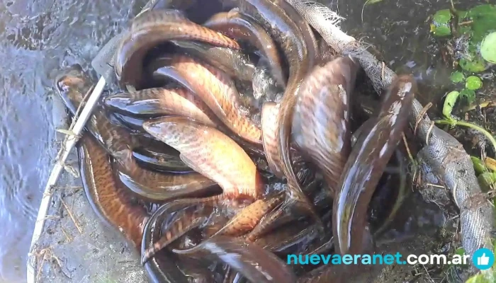 Morenera Martin Pescador -  Videos - Paso de la Patria