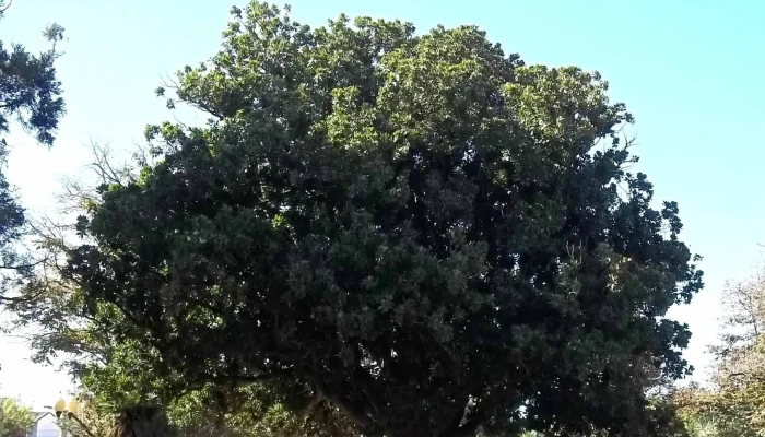 Municipalidad De Villa Canas Puntaje - Villa Cañas