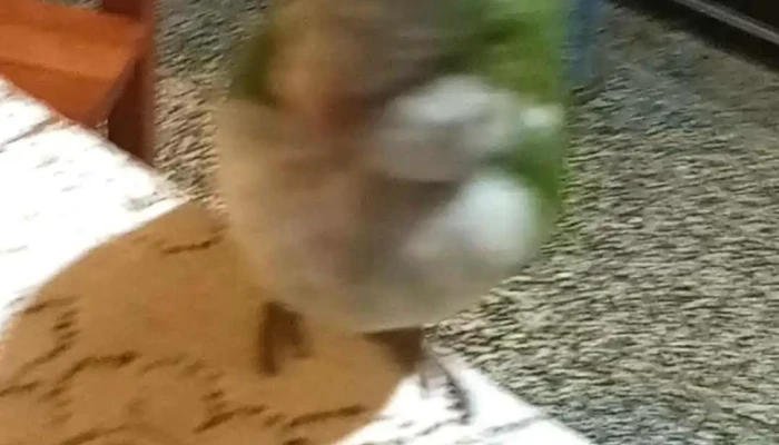 Panaderia Dari Videos - Sáenz Peña
