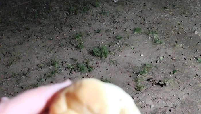 Panaderia Lo D Pato Videos - Villa Gral. Belgrano
