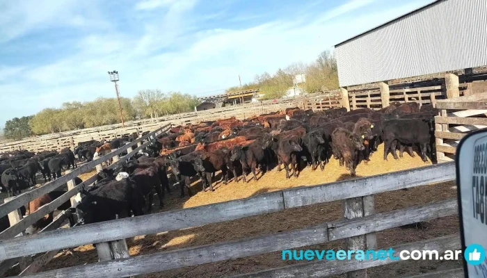 Pedro Noel Irey -  Catalogo - Coronel Brandsen