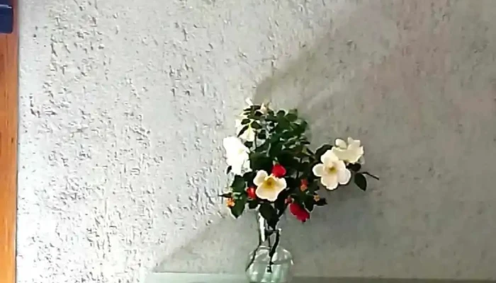 Posada Paloma -    Suite Guest House Videos - La Granja