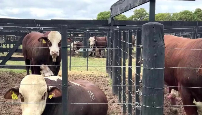 Predio De Remates De Estancia La Pelada -  Ganado Vacuno - La Pelada