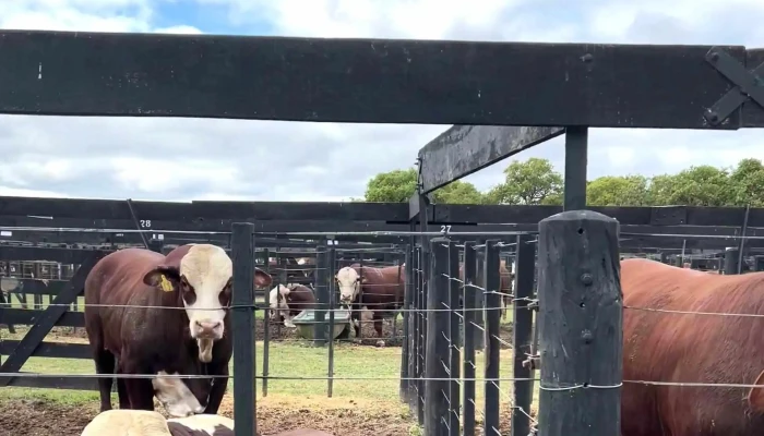 Predio De Remates De Estancia La Pelada -  Instagram - La Pelada