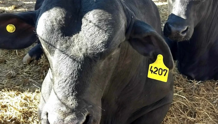 Predio Sociedad Rural De Machagai -  Instagram - Chaco