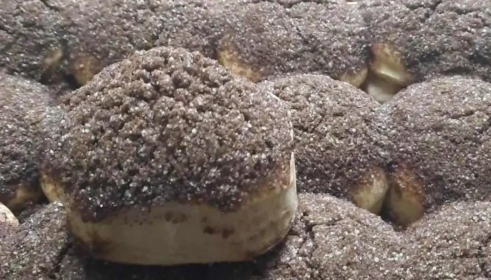 Sabores Fueguinos -  Tortita Negra - Arteaga