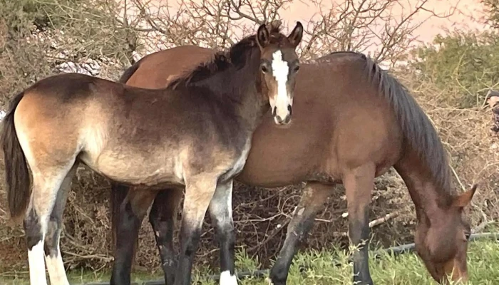 Santa Rosa del Conlara - Santa Rosa Del Conlara