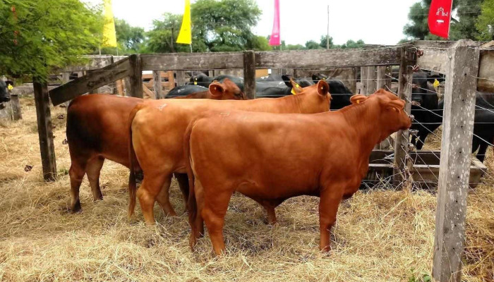 Sociedad Rural El Impenetrable - Juan José Castelli