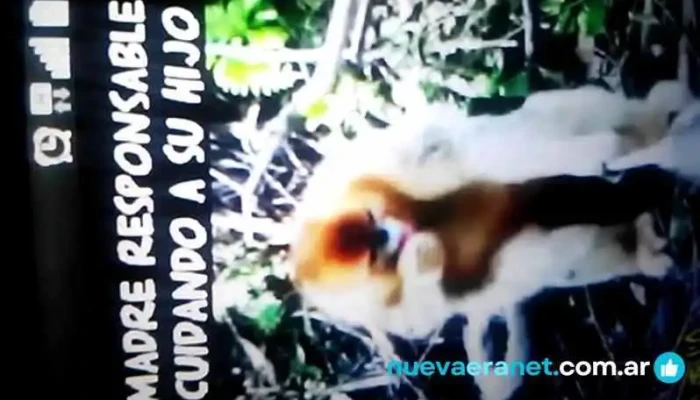 To -  2 K Cero Videos - Maipú