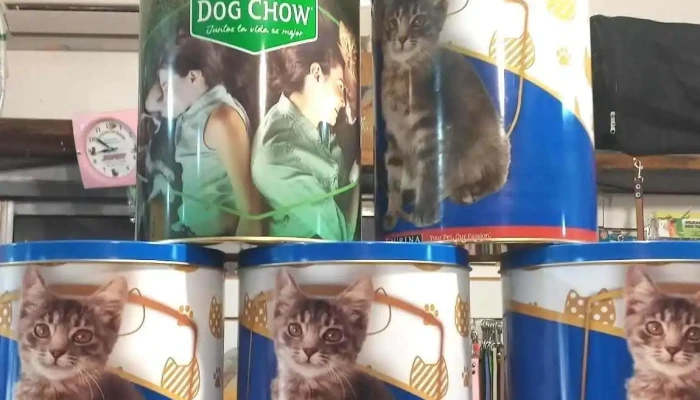 Veterinaria Snoopy -  Gato - San Luis