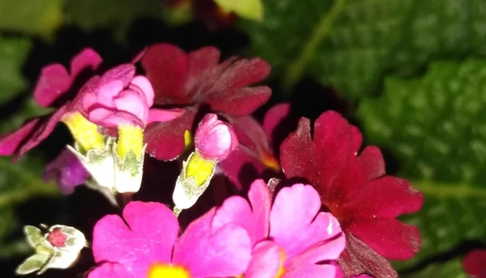Vivero Pasionaria -  Instagram - Sunchales