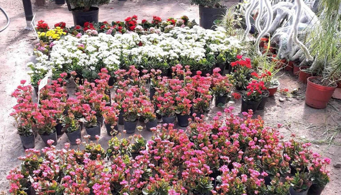 Vivero Yoli -  Flor - Corrientes
