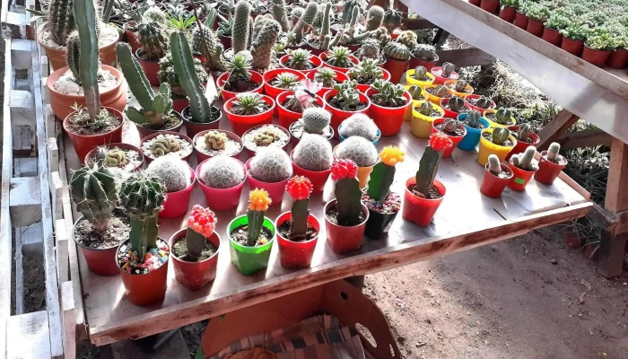 Vivero Yoli -  Interior - Corrientes